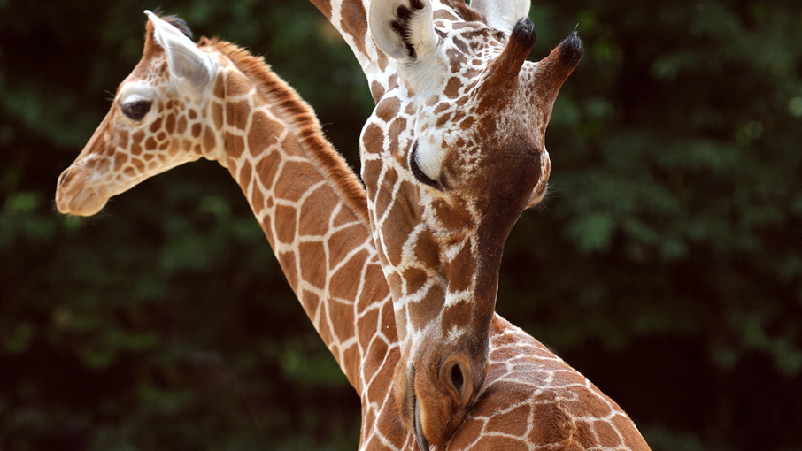 Des giraffes au zoo de Cologne